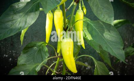 agriculture biologique de poivre de banane dans le jardin de la maison Banque D'Images