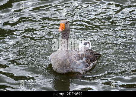 Nage d'oie dans un lac. Banque D'Images