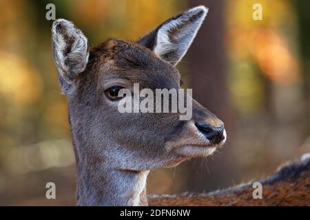 Cerf de Virginie, vache à cerf de Virginie (Dama dama) femelle, portrait animal, Schleswig-Holstein, Allemagne Banque D'Images