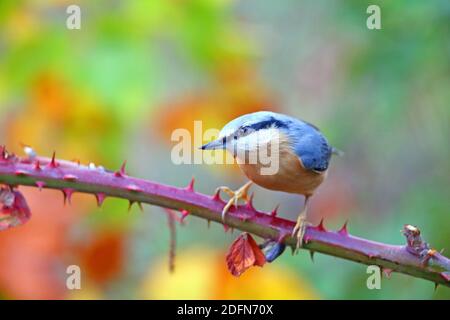 Nuthatch eurasien (Sitta europaea) assis sur une vigne mûre, Solms, Hesse, Allemagne Banque D'Images