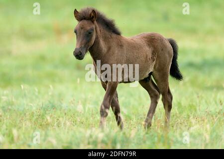 Cheval islandais (Equus islandicus), ennemi dans un pré, Allemagne Banque D'Images