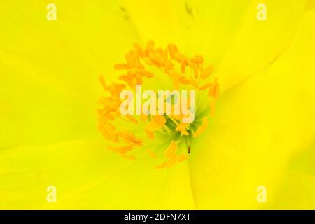 Coquelicot alpin jaune (Papaver rhaeticum) , coquelicot rhétien, étamines, Tyrol du Sud, Autriche Banque D'Images