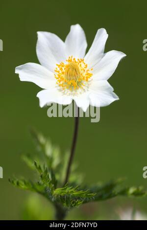 Pasqueflower alpin ( Pulsatilla alpina) , , Parc national Hohe Tauern, Autriche Banque D'Images