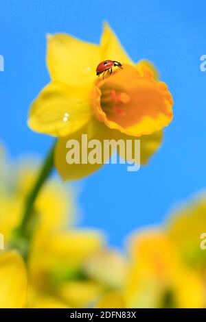 Ladybird à sept points sur les narcisses ( Coccinella septempunctata) ( Narcisse pseudophonarcisse) , daffodil sauvage, Suisse Banque D'Images