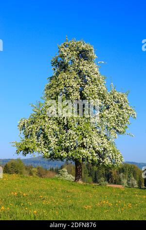 Poire en fleur ( Pyrus communis) , Pear, Suisse Banque D'Images