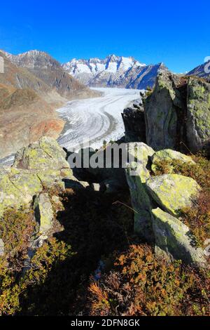Grand glacier d'Aletsch et Wannenhorns, Valais, Suisse Banque D'Images
