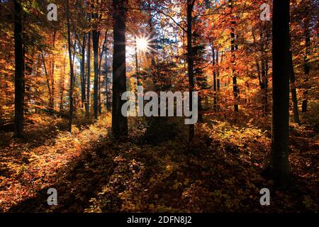 Forêt de hêtre, Valais, Suisse Banque D'Images