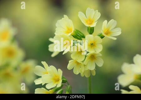 Glissement commun ( Primula veris) Suisse Banque D'Images