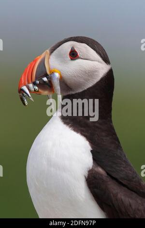 Puffin, Fratercula arctica, Atlantic Puffin Banque D'Images