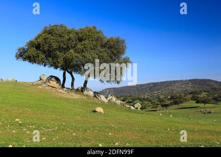 Chêne de liège, Quercus suber, Parc national de la Sierra de Andujar, Andalousie, Espagne Banque D'Images