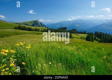 ALP Palfries avec Tschuggen, Saint-Gall, vallée du Rhin, Suisse Banque D'Images