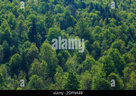 Forêt de hêtre, Suisse Banque D'Images