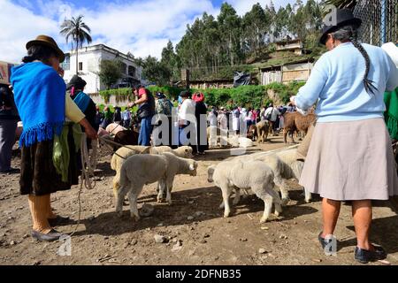 Femme autochtone avec agneaux au marché hebdomadaire du bétail, Otavalo, province d'Imbabura, Équateur Banque D'Images