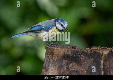 Blaumeise (Cyanistes caeruleus) Banque D'Images