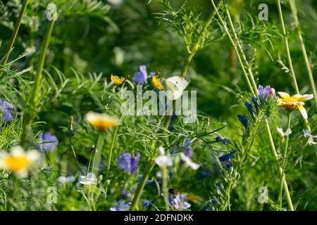 un papillon sur un pissenlit dans un champ de fleurs. Banque D'Images
