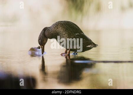 canard marchant sur l'eau Banque D'Images