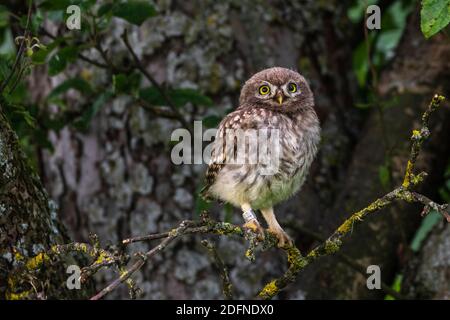 Steinkauz (Athene noctua) Banque D'Images