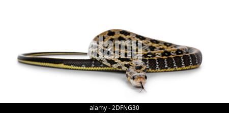 Jeune serpent taratypetaïwanais de beauté alias Orthriophis taeniurus friesi, montrant la broderie de beautyful comme le modèle. Isolé sur fond blanc. Banque D'Images