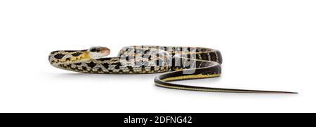 Jeune serpent taratypetaïwanais de beauté alias Orthriophis taeniurus friesi, montrant la broderie de beautyful comme le modèle. Isolé sur fond blanc. Banque D'Images