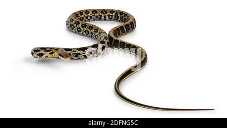 Jeune serpent taratypetaïwanais de beauté alias Orthriophis taeniurus friesi, montrant la broderie de beautyful comme le modèle. Isolé sur fond blanc. Banque D'Images