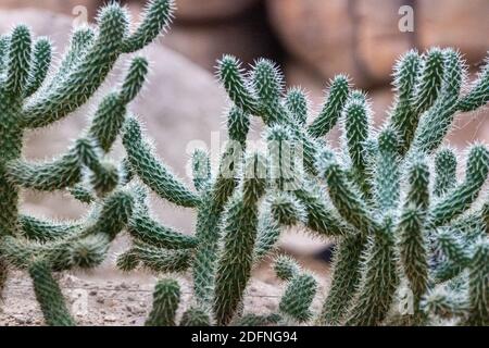 Cactus dans la zone de style désert, Burger Zoo, pays-Bas Banque D'Images