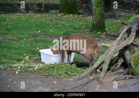 Muntjac chinois (Muntiacus reevesi), également connu sous le nom de muntjac de Reeves au zoo de Francfort à Francfort-sur-le-main, Hesse, Allemagne Banque D'Images