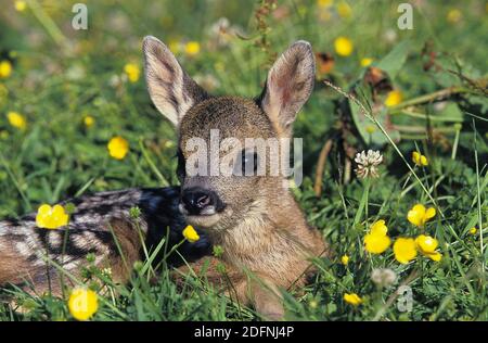 ROE Deer, capreolus capreolus, Foan pontant sur les fleurs, Normandie Banque D'Images