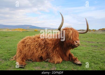 Scottish Highland cattle dans un pré Banque D'Images