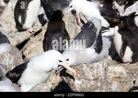 Mollymauk ou albatros brun-noir dans le nid Banque D'Images