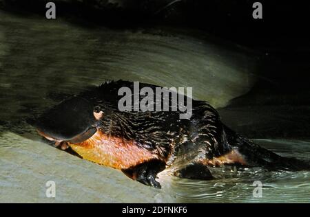 Ornithorynque, ornithorhynchus anatinus, adulte émergeant de l'eau, Australie Banque D'Images