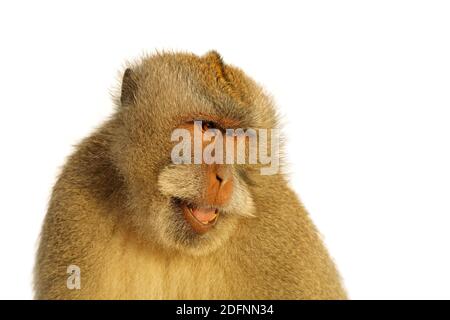 Portrait d'un singe balinais à queue longue (Macaca fascicularis) isolé sur blanc Banque D'Images