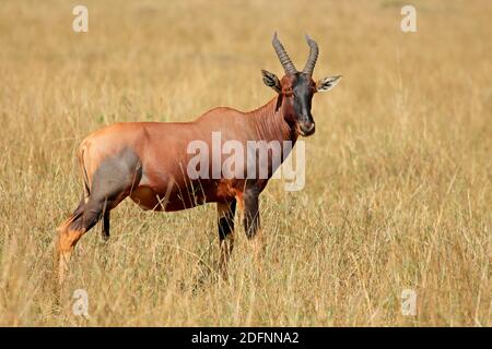Une antilope de topi (Damaliscus korrigum) dans les prairies, réserve nationale de Masai Mara, Kenya Banque D'Images