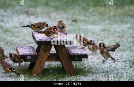 Des orfèvrerie se nourrissant sur une petite table en bois dans la neige Banque D'Images