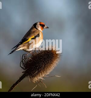 Goldfinch perchée sur une cuillère à café dans la lumière du matin Banque D'Images