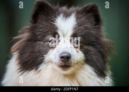 Chien Spitz de Poméranie dans le jardin, gros plan visage portrait. Mignon chiot pomeranian à pied. Chien de pompon amusant Spitz convivial, fond d'herbe verte. Banque D'Images