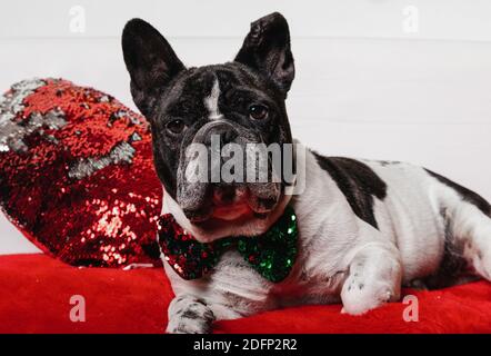 Magnifique Bulldog français allongé avec noeud papillon rouge et vert. Banque D'Images