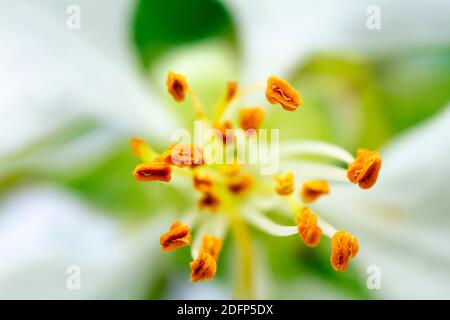 Image très rapprochée de la fleur de pomme blanche, étamine jaune au centre de celle-ci. Mise au point sélective et faible profondeur de champ. Banque D'Images