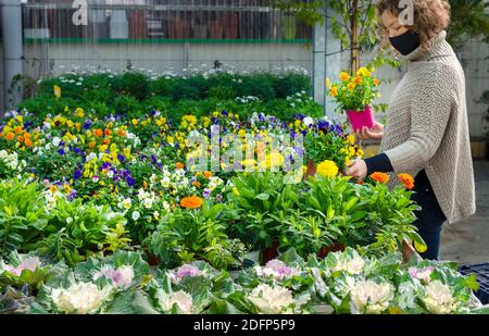 Client portant un masque facial et choisissant des plantes dans une pépinière. Banque D'Images