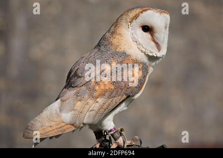 'Echo' The Barn Owl (Femme) Banque D'Images