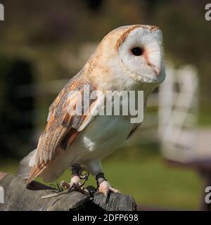 'Echo' The Barn Owl (Femme) Banque D'Images