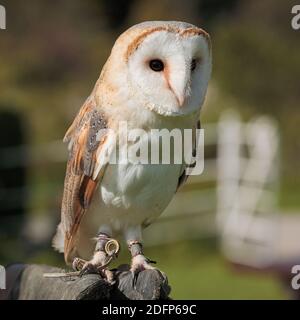 'Echo' The Barn Owl (Femme) Banque D'Images