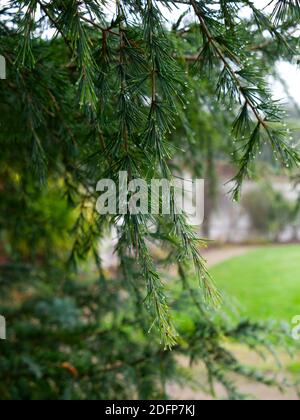 Cèdre de l'Himalaya, Cedrus Deodara, cèdre indien. The Walled Garden, Shenley Park, Royaume-Uni. Parc historique, bois et prairies, Walkers délice Banque D'Images