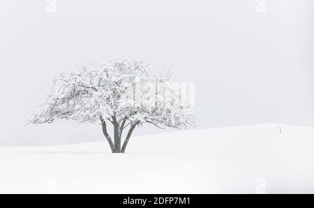 Un arbre est blanchi par une neige fraîche en hiver. Banque D'Images