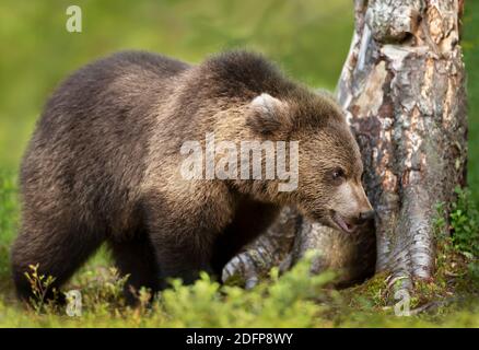 Gros plan d'un jeune ours brun eurasien debout près d'un arbre, la Finlande. Banque D'Images