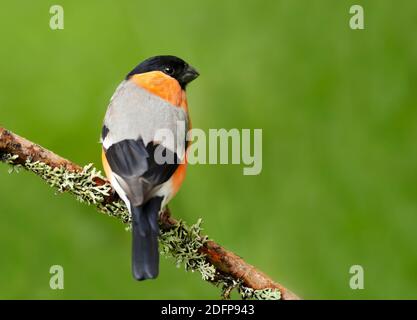 Gros plan d'un bullfinch eurasien (Pyrrhula pyrrhula) perché sur une branche de mousse sur fond vert, Norvège. Banque D'Images