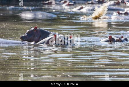 Deux Hippos et un bébé Hippo dans un trou d'eau du Parc National du Serengeti, Tanzanie, Afrique Banque D'Images