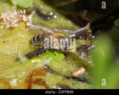 Abeille (APIS mellifera) eau potable des bords d'un étang de jardin, Wiltshire, Royaume-Uni, mai. Banque D'Images