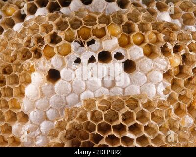 Wasp allemand / européen (Vespula germanica) intérieur de nid montrant des larves en développement, avec quelques cellules de nid scellées avec de la soie, Wiltshire Garden Shed, Royaume-Uni. Banque D'Images