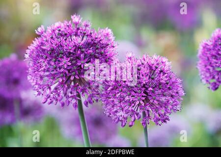 Allium 'Purple Sensation' dans un jardin anglais. Banque D'Images