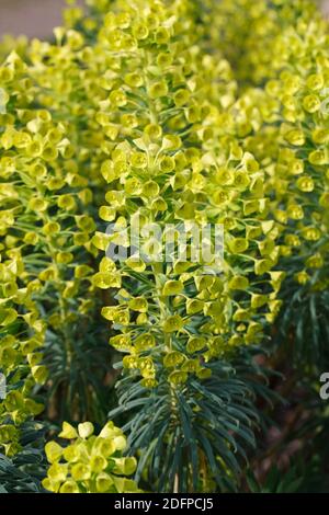 Euphorbia chacias subsp. Wulfenii fleurit au printemps. Banque D'Images